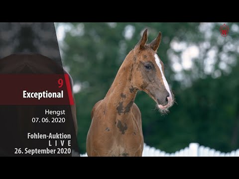 Fohlen-Auktion LIVE 26. September 2020 Lot 9  Exceptional Hengst v. Escamillo - Vitalis