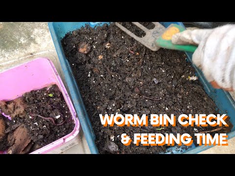 WORM BIN CHECK & FEEDING TIME