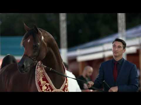 𝘛𝘩𝘦 𝘥𝘳𝘦𝘢𝘮 𝘵𝘦𝘢𝘮 𝘰𝘧 𝘋𝘶𝘣𝘢𝘪 𝘚𝘵𝘶𝘥 at GCAT London: 𝗗 𝗕𝗼𝗿𝗸𝗮𝗻, 𝗗 𝗡𝗲𝗿𝗮𝗻, 𝗗 𝗥𝗼𝘄𝗮.