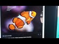 Finding Nemo Barracuda Attacks