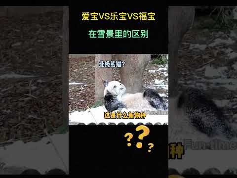 爱宝VS乐宝VS福宝，在雪景里的区别，爱宝妥妥的韩剧女主，福宝大概率遗传乐宝捣蛋性子Aibao VS Lebao VS Fubao, the difference in the snow scene