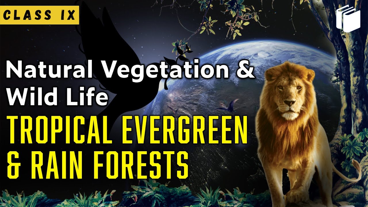 Tropical Evergreen Forest | Natural Vegetation & Wildlife | Chapter 5 - Geography | Class 9| PuStack