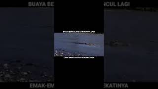 Download lagu VIRAL ~ Buaya berkalung ban muncul lagi, emak-emak santuy mendekatinya. mp3
