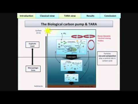 The Science of Tara Oceans - Work in the pipeline - L. Guidi