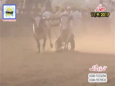 Bull Race In Pakistan Sunny Video Fateh Jang    11 9 20 17  Laiquat