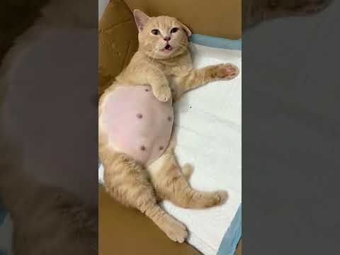 How beautiful is this cat after giving birth to kittens