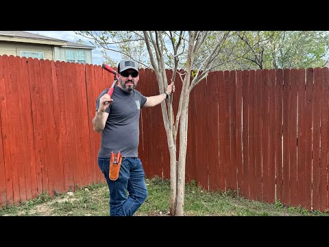 Achieve Perfectly Pruned Crepe Myrtles with These Tips | Garden Obsessions