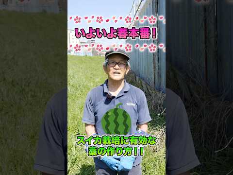 この夏の果物や野菜の発育を促進するために、菜園で木の灰をどのように使用しますか?  庭園