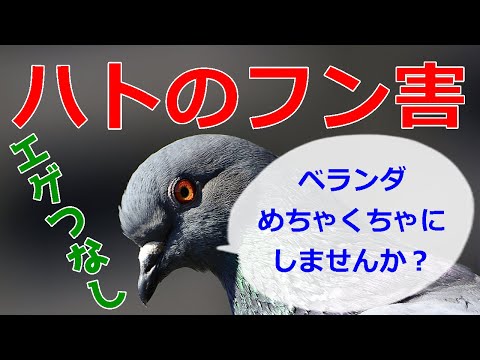 , title : '鳩のフン害とエグ過ぎるベランダ掃除　感染症リスクから救え！'