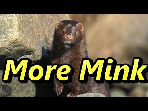 How to Catch More Mink. Blind Bridge Set. Really Works
