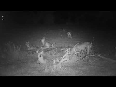 Djuma: Waterbucks and Impala - 21:53 - 10/23/21