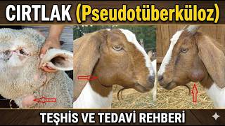 Sürüdeki Sinsi Tehlike: CIRTLAK (Pseudotüberküloz) Hakkında Her Şey! 💉