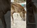 A Male Horse Is Standing Shorts Short YouTubeShorts YouTubeShort