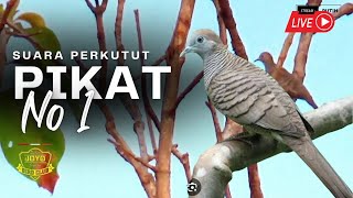 Download lagu Perkutut lokal gacor RAJA PIKAT ahlinya bikin  burung perkutut nyambar mp3