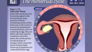 Reproductive Systems and the Menstrual Cycle (IB Biology)
