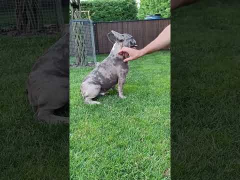 Video 1