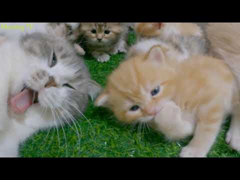 Have a kitten play outside to see how the mother reacts.