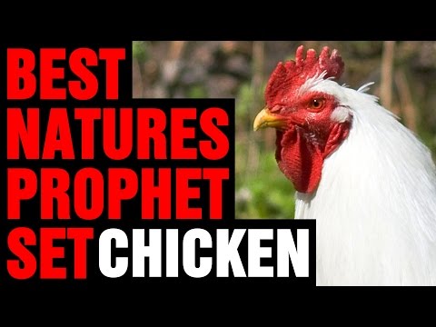 Best Dota 2 Nature's Prophet Set (Furion Set) - Chicken