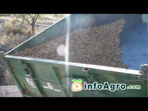 Fotograma del vídeo: Recolección mecanizada del almendro