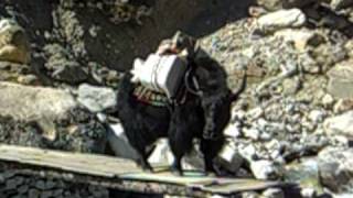 preview picture of video 'Yaks crossing a wooden bridge over the Dudh Kosi river in the Khumbu past Lukla airport'