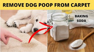 How to get dog poop out of carpet naturally