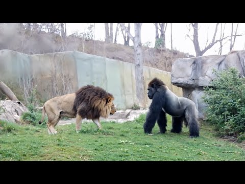 Lion VS Gorilla Encounter at Zoo! - Blondi Foks