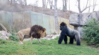 Download lagu Lion VS Gorilla Encounter at Zoo! - Blondi Foks mp3