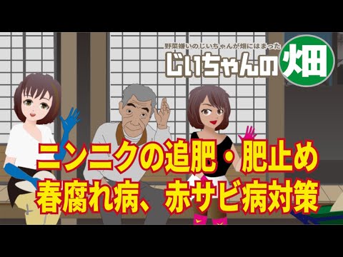 , title : 'ニンニクの追肥と止め肥、春に多発する病気への対応策。3月からのニンニク肥大の病気予防ための追肥と止め肥のポイントは重要です。How to grow garlic'