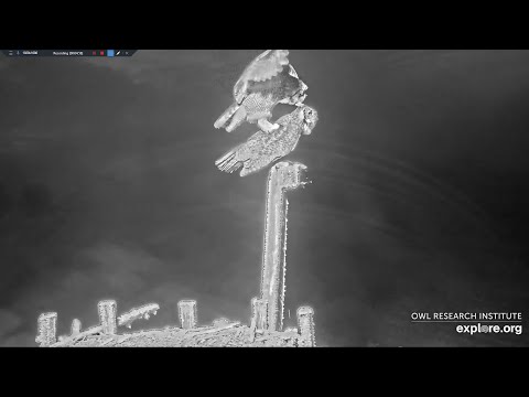 Hootie and Wonky's first Mating Attempt on Cam - Charlo Osprey Nest/explore.org 2023 12 17