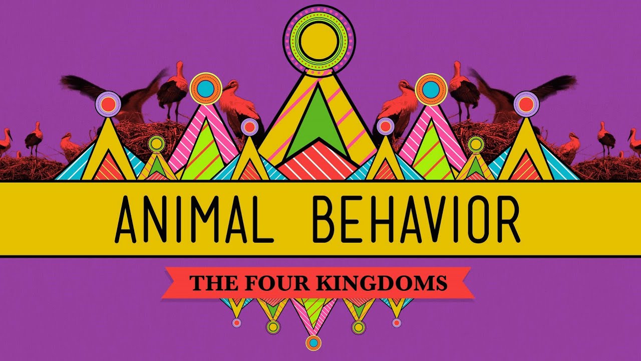 Animal Behavior - CrashCourse Biology #25