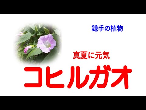 ヒルガオ 植物