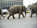 RINGLING ST L ELEPHANT WALK 09