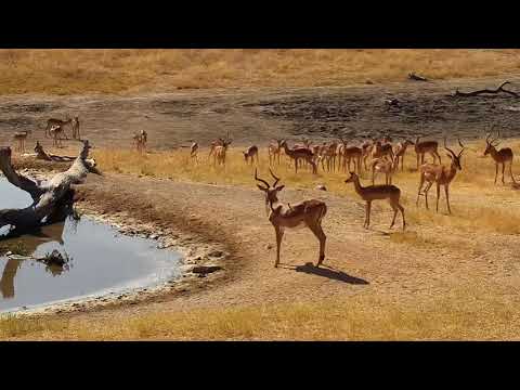 Djuma: impalas - 07/19/19