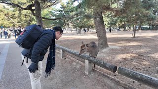 The Bowing Deer of Japan 🦌