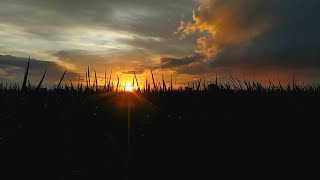 Download lagu Video cinematic sunset sawah | cinematic estetik alam | cinematic 1 menit mp3 Download lagu Video cinematic sunset sawah | cinematic estetik alam | cinematic 1 menit mp3