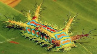 15 Most Dangerous Insects In The World