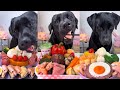Dog Mukbang ASMR Crunchy Chicken Chew A Black Labrador S Satisfying Meal