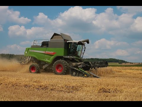 [Weizen Dreschen] Fendt Mähdrescher 5255L PL bei der Weizenernte in der Wetterau