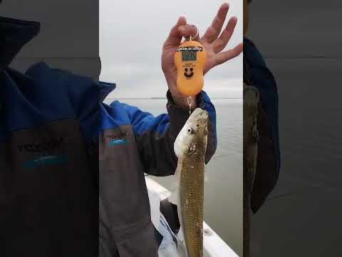 Devolucion de matungo en laguna Viamonte de Cordoba  guia @milipesca tel 3537443899.