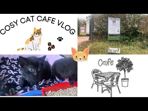 Cat cafe vlog