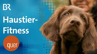 Fitness-Tracker für Haustiere | quer vom BR