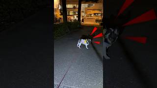 フレブルがママを見つけた時のリアクションが可愛すぎた😂