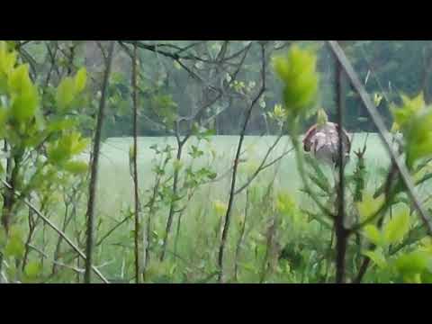 Scoot n Shoot Turkey Hunting 2021