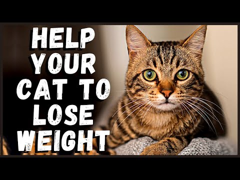 Help Your Cat to Lose Weight