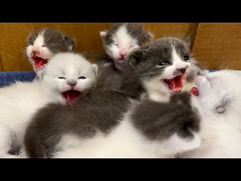 Rescue Kittens Get SCARED Seeing Humans For the First Time