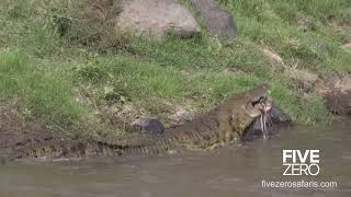 Crocs catch and eat zebra - incredible feeding behaviour!