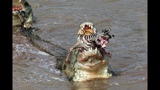 Crocs catch and eat zebra - incredible feeding behaviour!