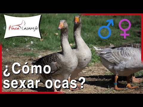 , title : '¿Cómo diferenciar el sexo en OCAS o GANSOS? ♂♀'