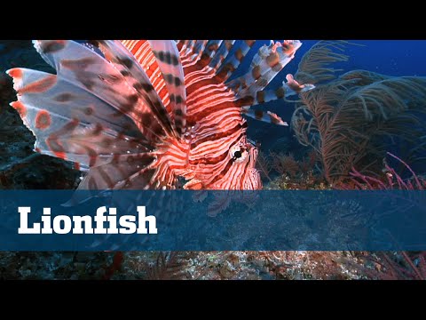 Invasive Lionfish Destroying Our Reefs - Florida Sport Fishing TV - Conservation Corner