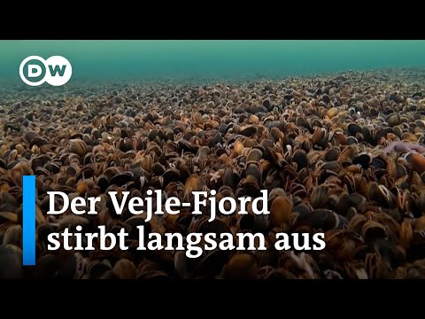 Dänemark: Der Ostsee geht die Luft aus | Fokus Europa